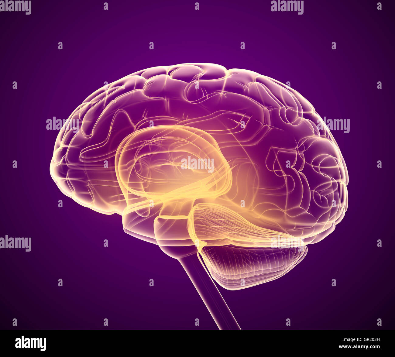 X-ray Gehirnscans, medizinisch genaue 3D-Illustration Stockfoto