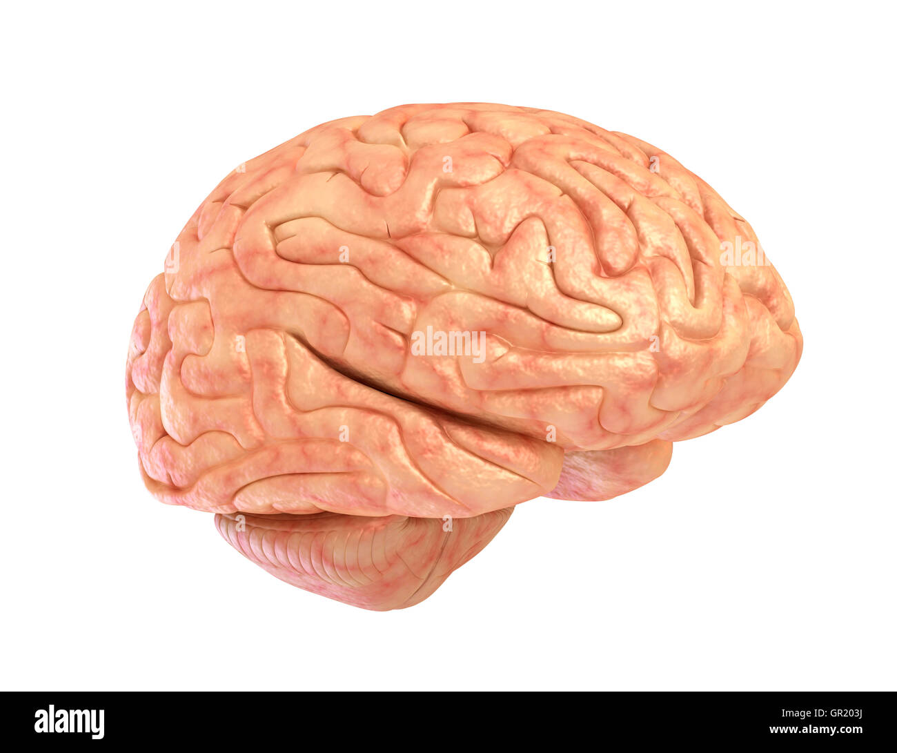 Menschliche Gehirn 3D-Modell, isoliert auf weiss Stockfoto