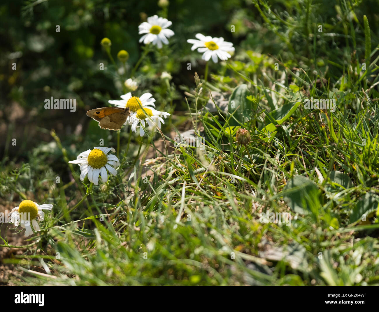 Eine Wiese braun Butterfly im Unterholz in Reigate Heide, Reigate, Surrey Stockfoto