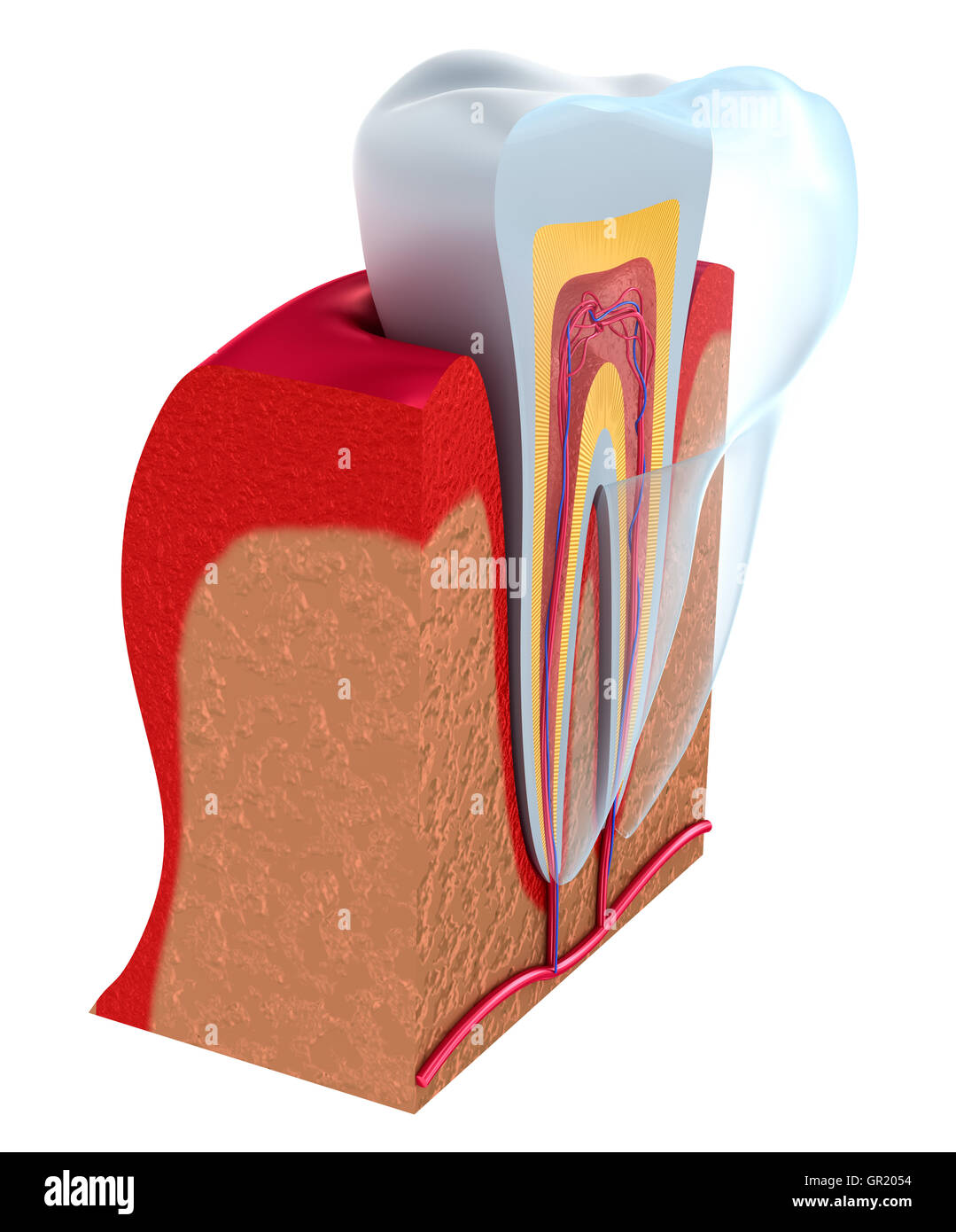 Unteren Zähne und Zahnimplantate isoliert auf weiss. Medizinisch genaue 3D-Illustration Stockfoto
