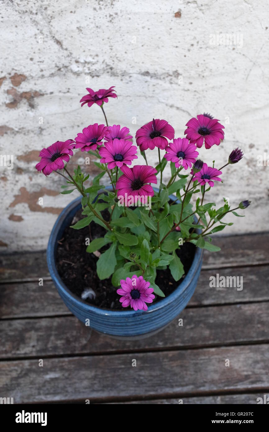 Lila Blüten in einem blauen Blumentopf neben einem weiß getünchten Wand Stockfoto