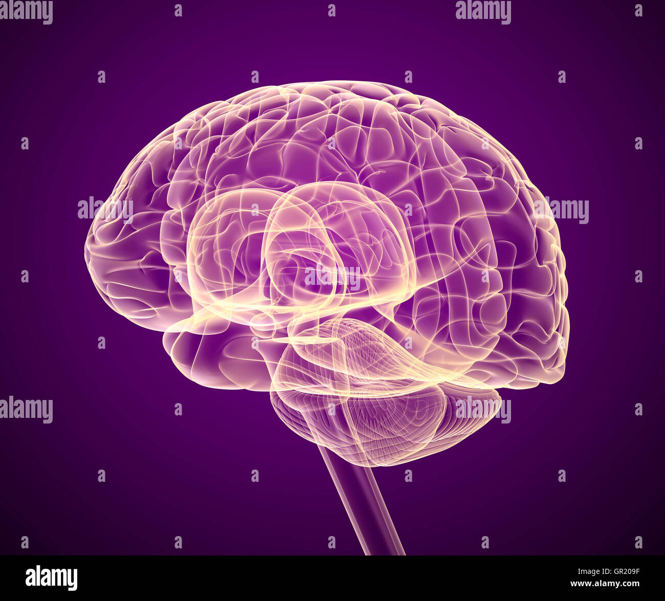 Gehirn-Lappen und Kleinhirn, isoliert auf weiss. Medizinische präzise 3D illustration Stockfoto