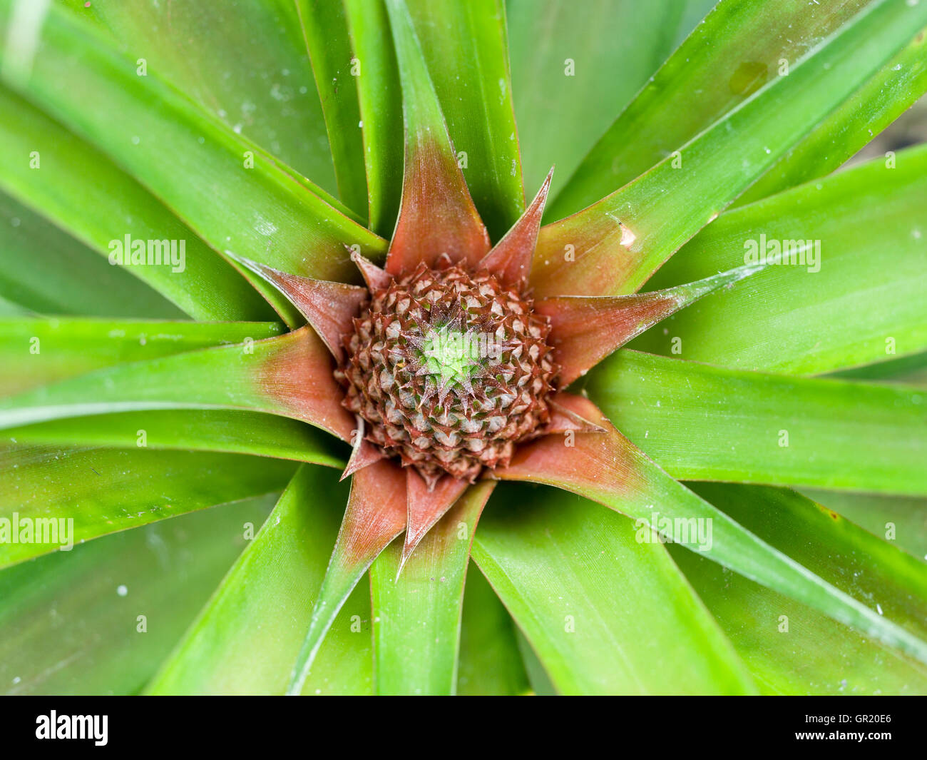 Junge Ananas Frucht wächst. Eine sehr junge Ananas Frucht beginnt, in einem Wirtschaftsinstrument Gewächshaus zu wachsen. Stockfoto