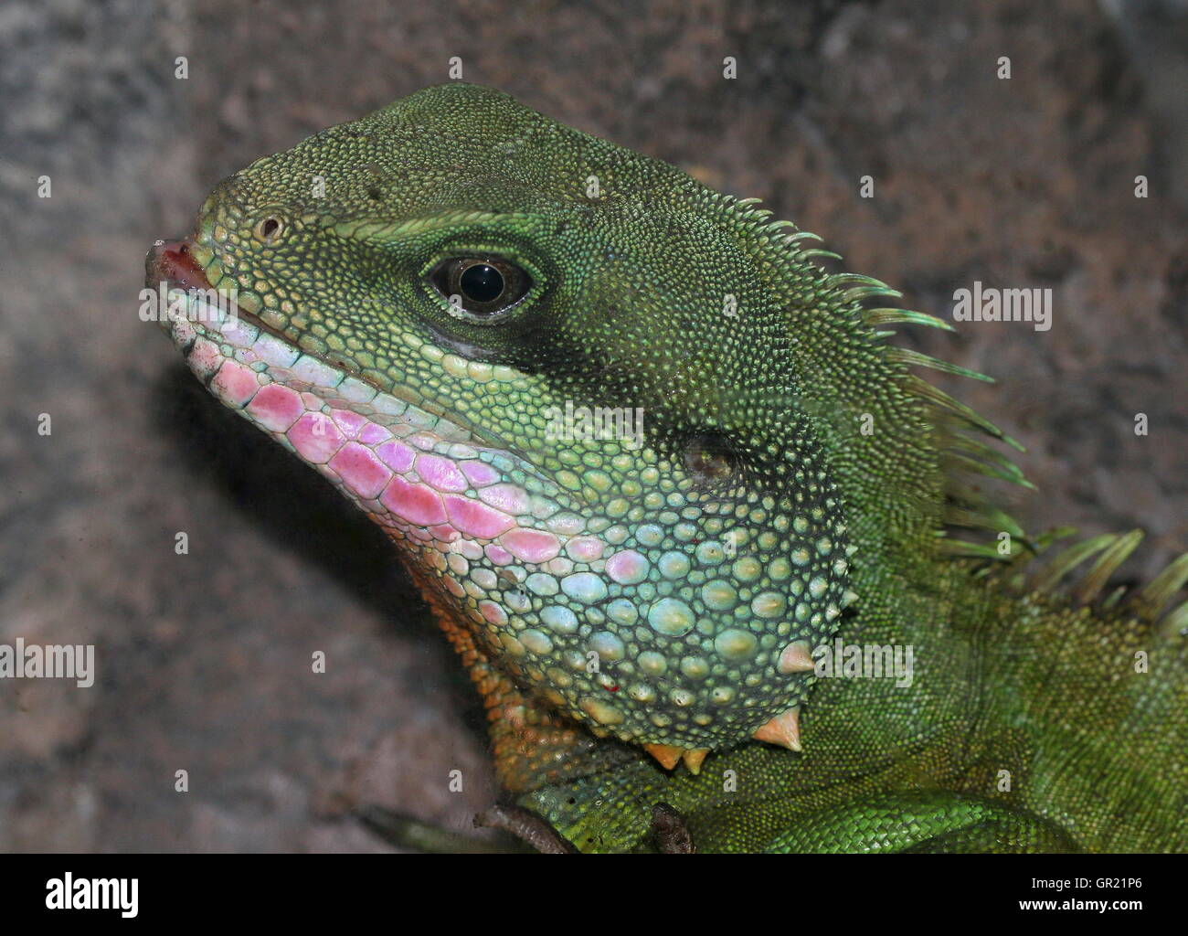 Männliche chinesische oder asiatische Green Water Dragon (Physignathus Cocincinus), Nahaufnahme des Kopfes Stockfoto