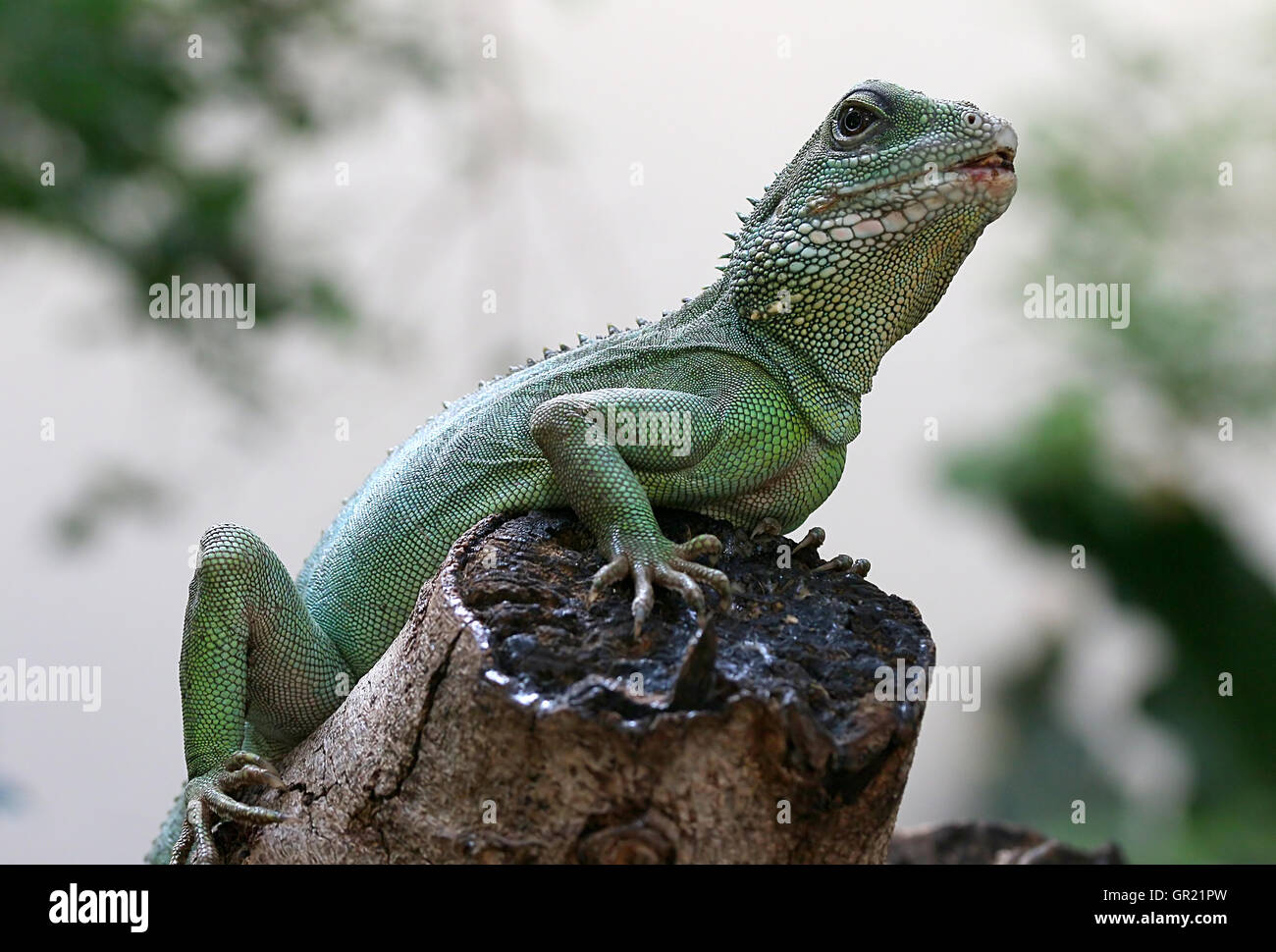 Chinesische oder asiatische Green Water Dragon (Physignathus Cocincinus) posiert auf einem Baumstumpf Stockfoto