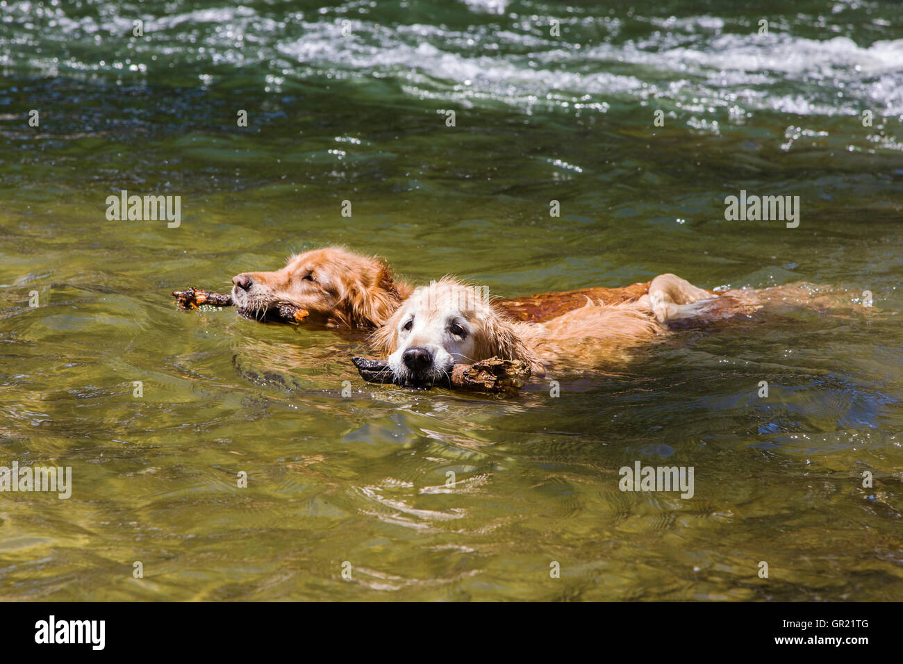 Zwei Golden Retriever Hunde abrufen von Stöcken beim Schwimmen in den Arkansas River, Salida, Colorado, USA Stockfoto