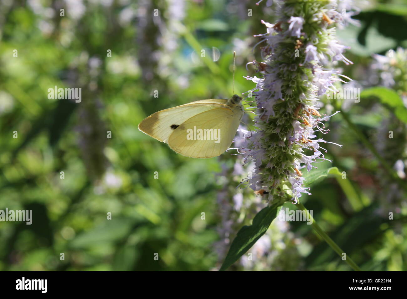 Ein Schmetterling, Fütterung auf eine Blume. Stockfoto