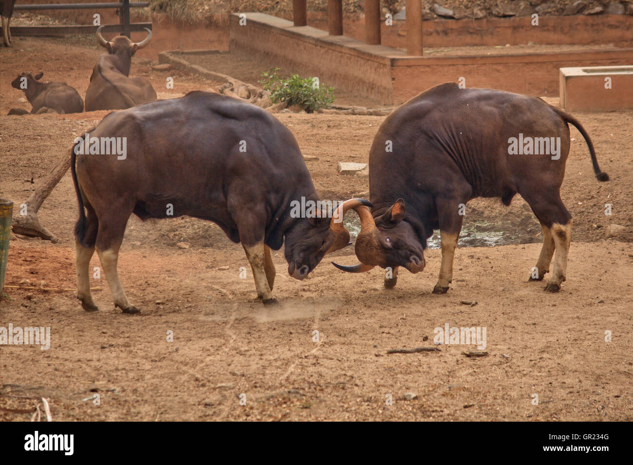 Kampf der Bisons - die indische Bison, auch genannt Gaur ist die größte erhaltene Rind, ursprünglich aus Südasien und Südostasien Stockfoto