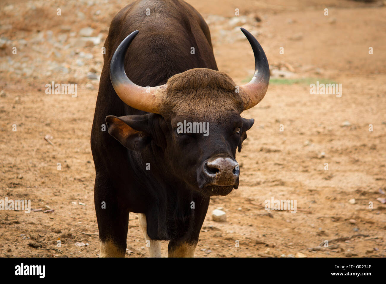 Der Gaur, auch genannt indische Bison ist die größte erhaltene Rind, ursprünglich aus Südasien und Südostasien Stockfoto