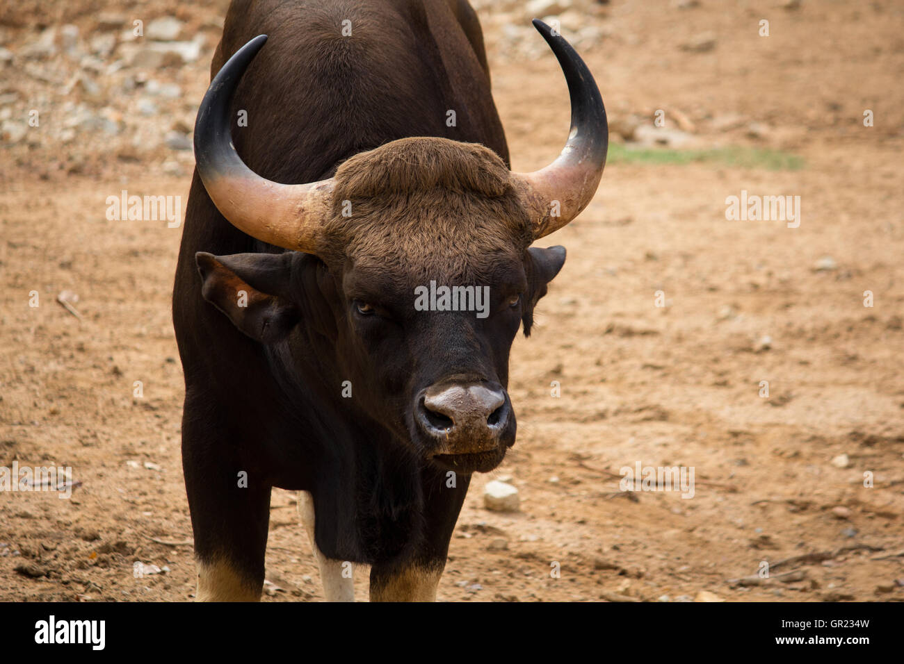 Der Gaur, auch genannt indische Bison ist die größte erhaltene Rind, ursprünglich aus Südasien und Südostasien Stockfoto