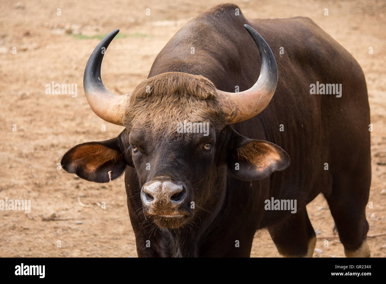 Der Gaur, auch genannt indische Bison ist die größte erhaltene Rind, ursprünglich aus Südasien und Südostasien Stockfoto