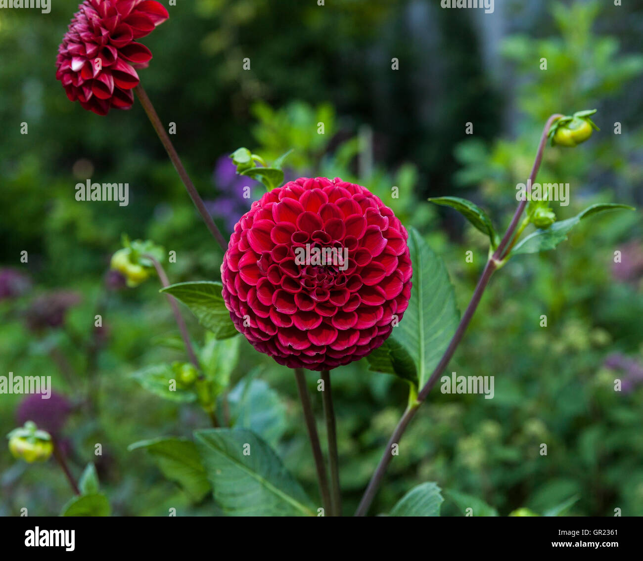 Blühende Dalia Blume Stockfoto