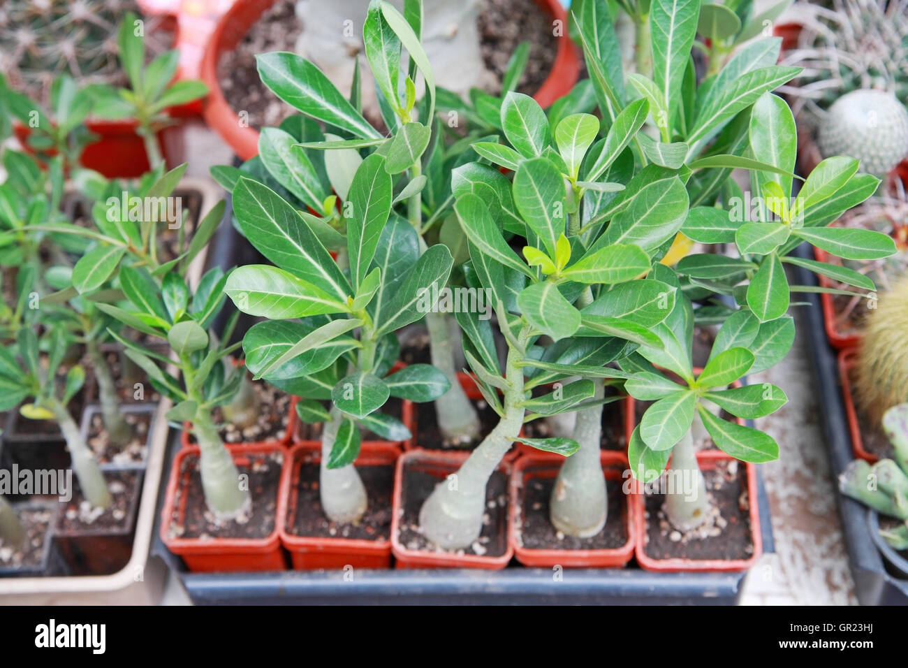 Adenium, dekorative Pflanzen in Töpfen Blick von oben Stockfoto