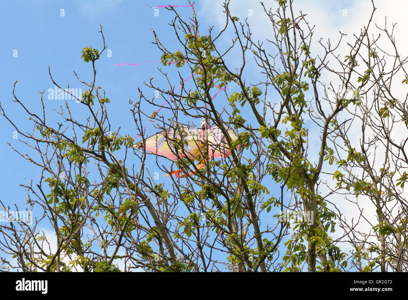 Kite in Baumspitze stecken Stockfoto