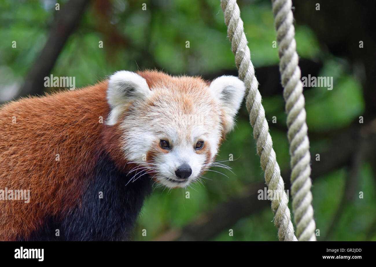 Roter Panda - Highland Wildlife Park Stockfoto