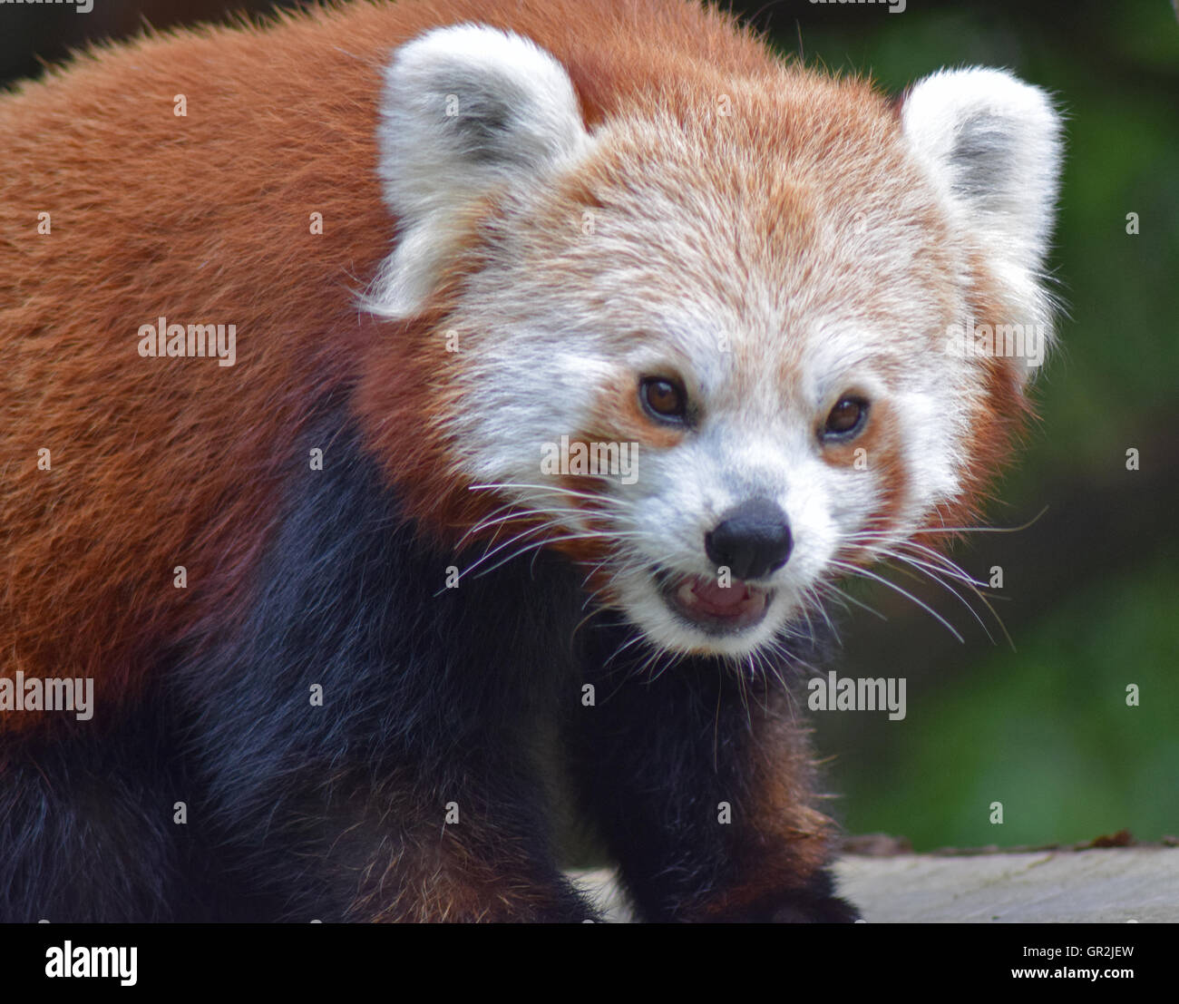 Roter Panda - Highland Wildlife Park Stockfoto