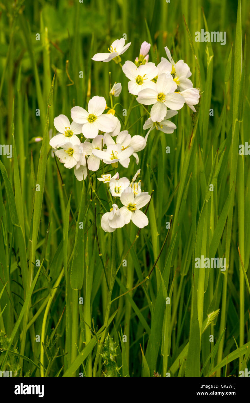 Kuckuck Blume. Eine verbreitete Pflanze der feuchten Grünland Stockfoto