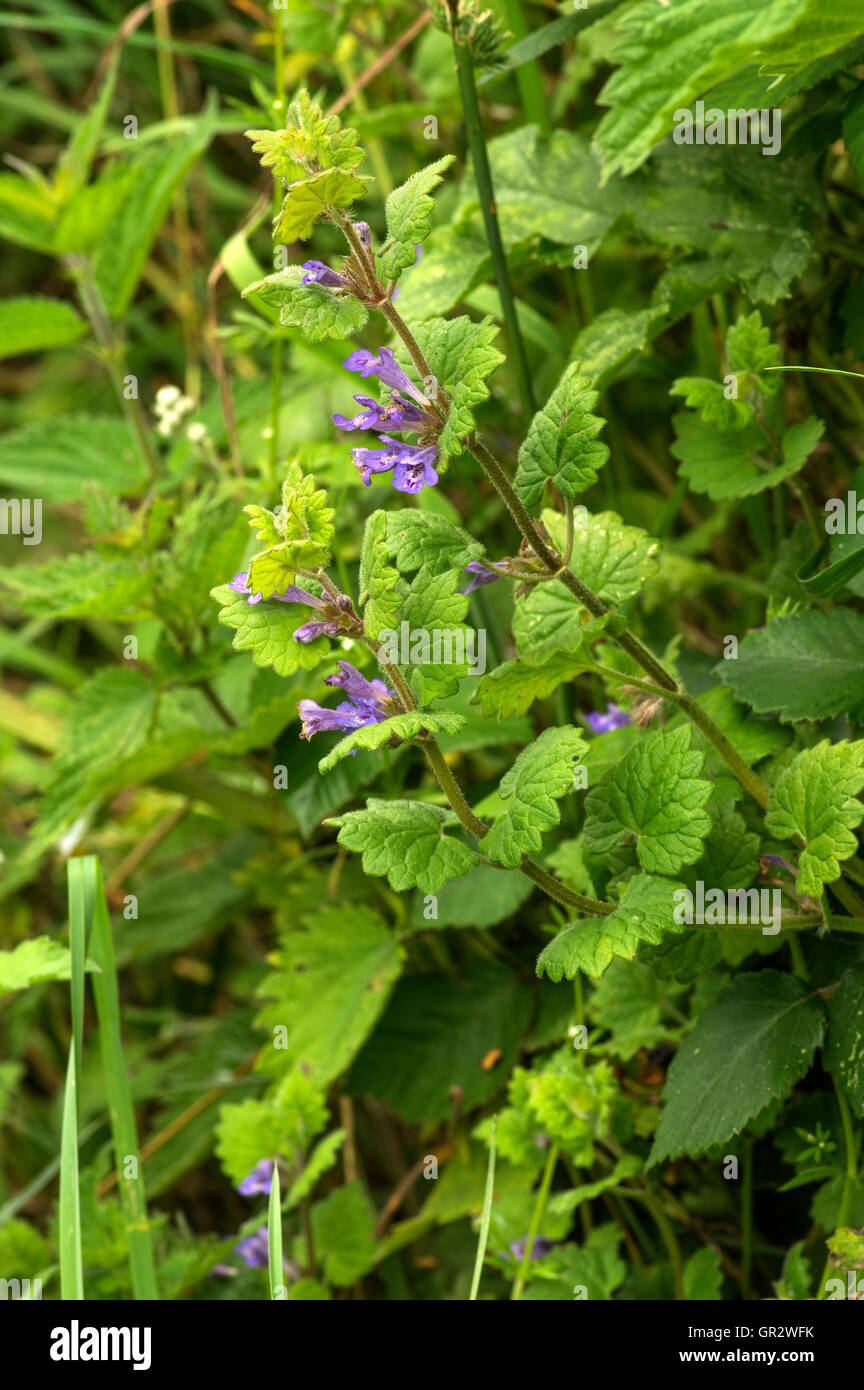 Häufig in Hecken und Holz Kanten. Beliebt bei Bienen Stockfoto