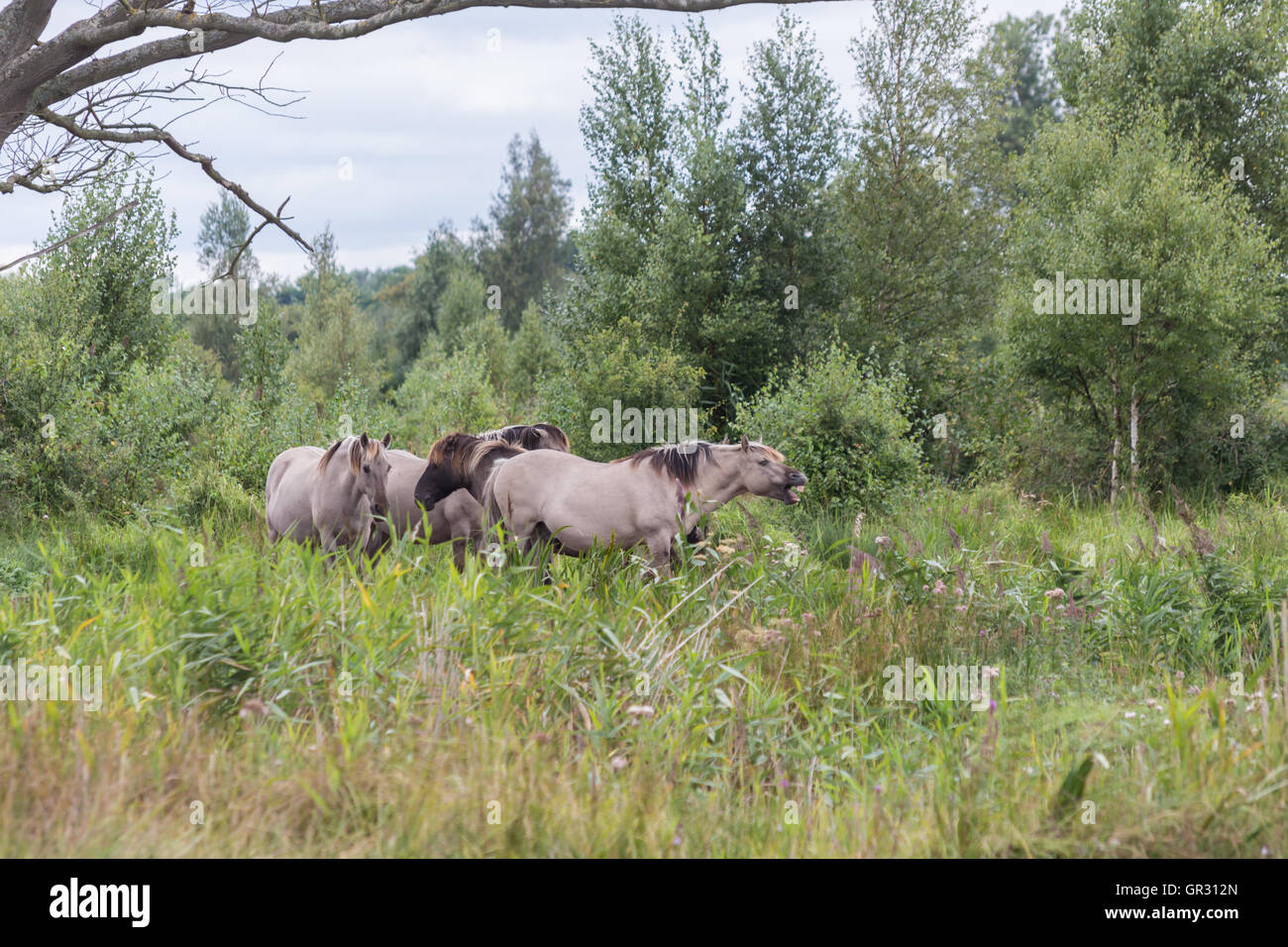 Konik Ponys Pferde Stockfoto