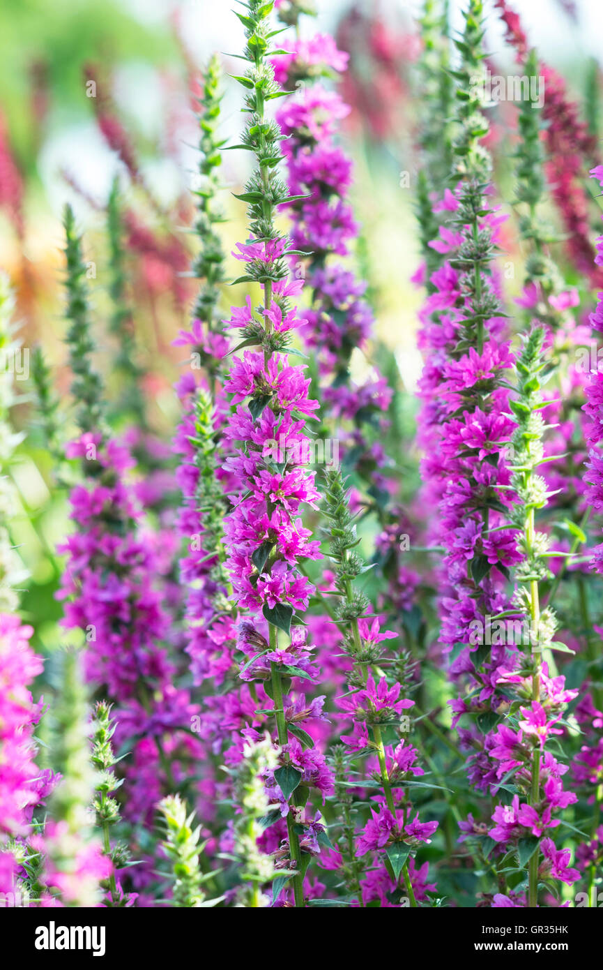 Lythrum Salicaria 'Feuerkerze'. Blutweiderich in einem englischen Garten Stockfoto