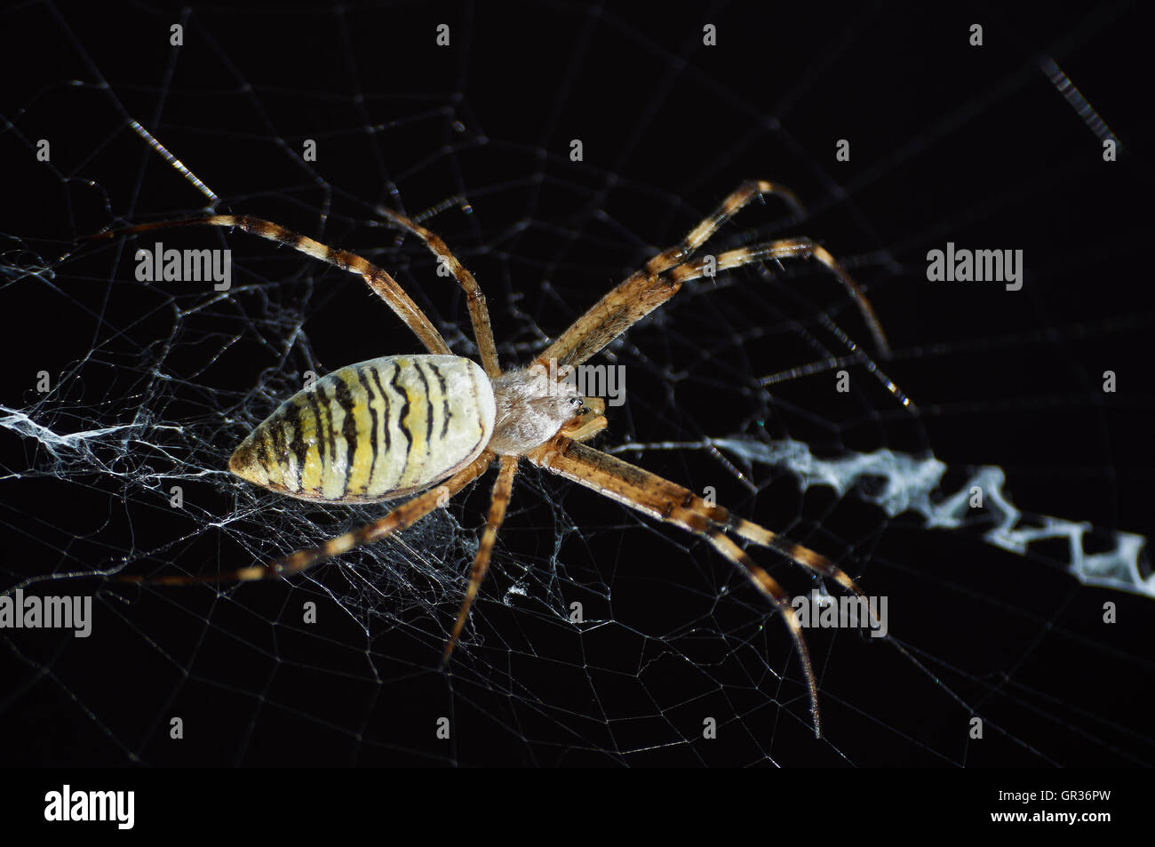 Closeup Fotografie gestreiften Wespe Spinne auf dunklem Hintergrund Stockfoto