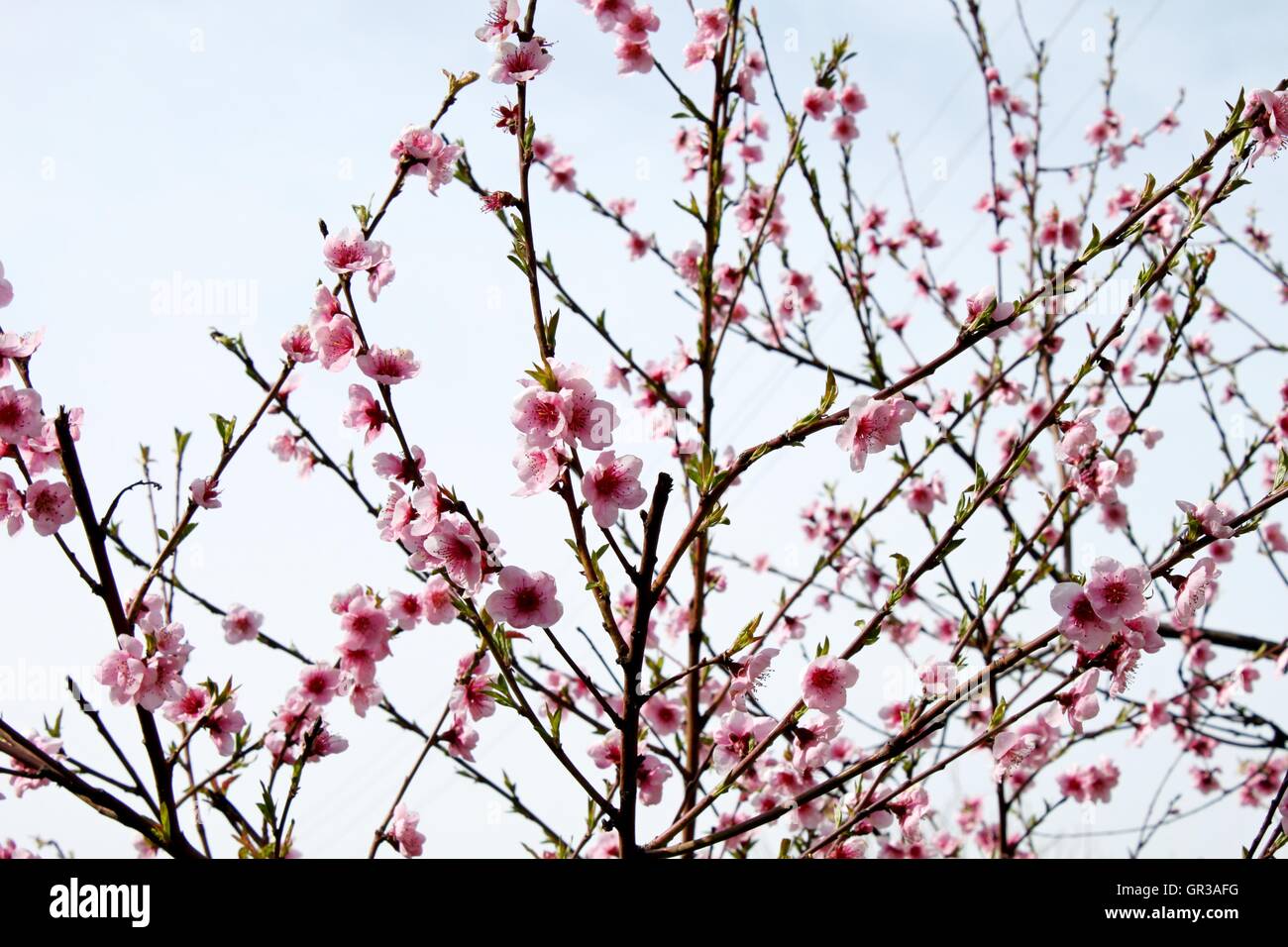 Pfirsich Blüten Stockfoto