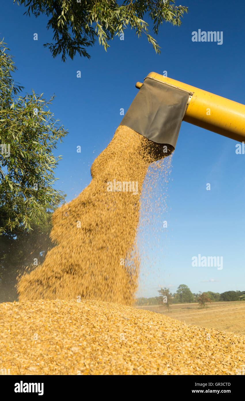 Mähdrescher Getreide in einen Anhänger UK entlädt Stockfoto