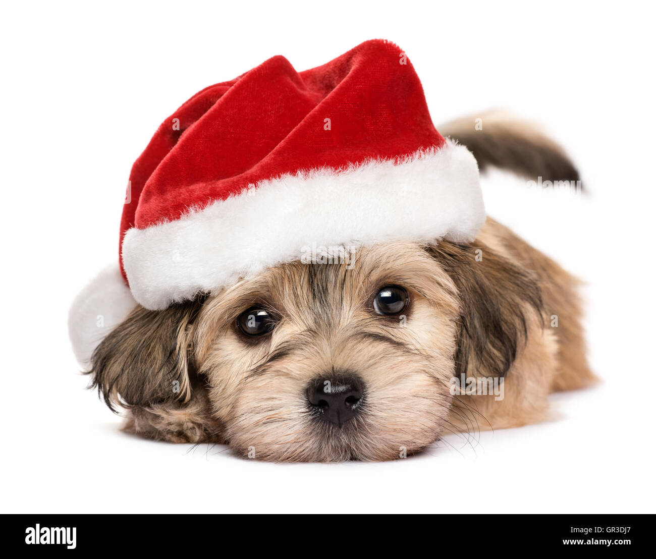 Nahaufnahme von einen netten liegenden Weihnachten Havaneser Welpen Hund Stockfoto