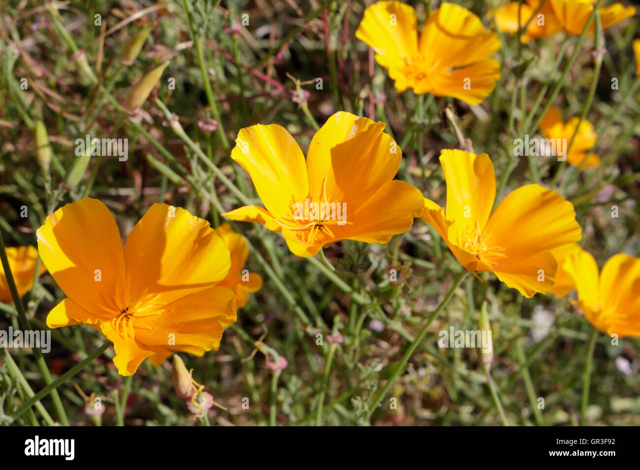 Kalifornischer Mohn - Eschscholzia californica, gelbe Blüten, die wild wachsen Stockfoto