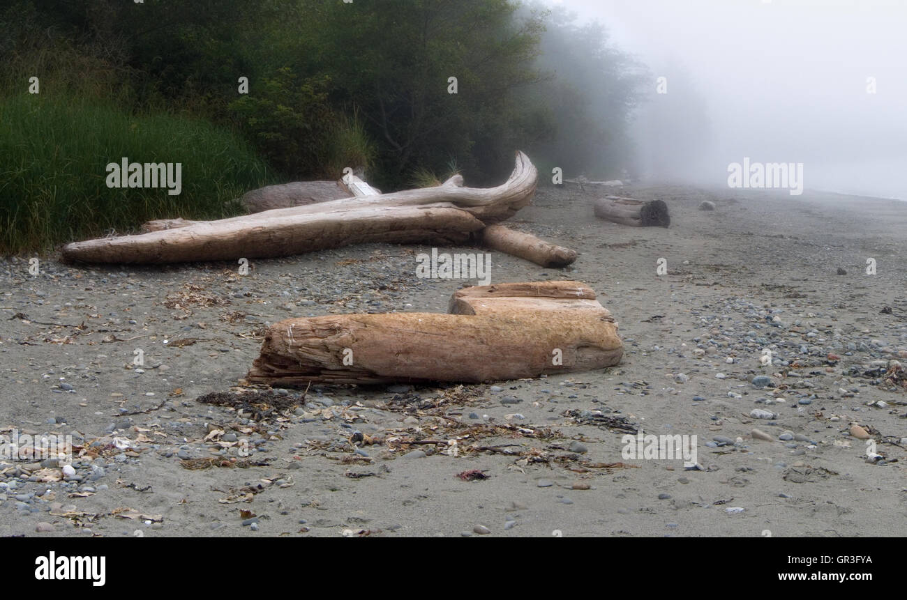 Ein Nebel Stillleben aus Treibholz, vulkanischen Sand und Strand Texturen auf Washingtons Olympic Peninsula. Stockfoto