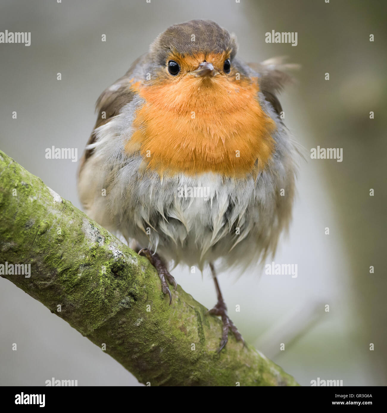 Das Rotkehlchen, am häufigsten in englischsprachigen Europa einfach als Robin, bekannt ist ein kleiner insektenfressende Sperlingsvögel Vogel Stockfoto