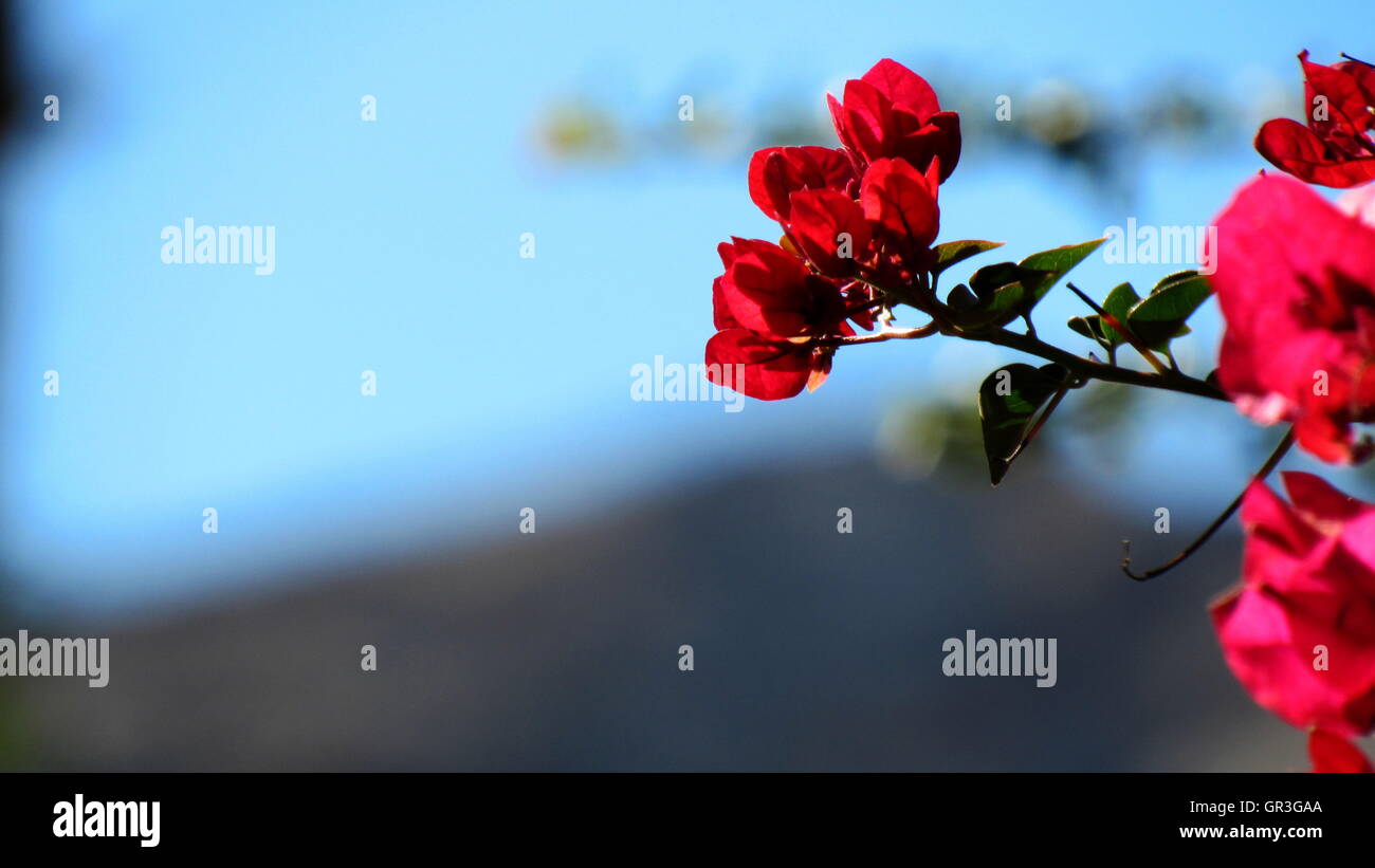 Rote Bougainvillea Blätter und Blüten ragen über der Hintergrund jedoch unscharf Stockfoto