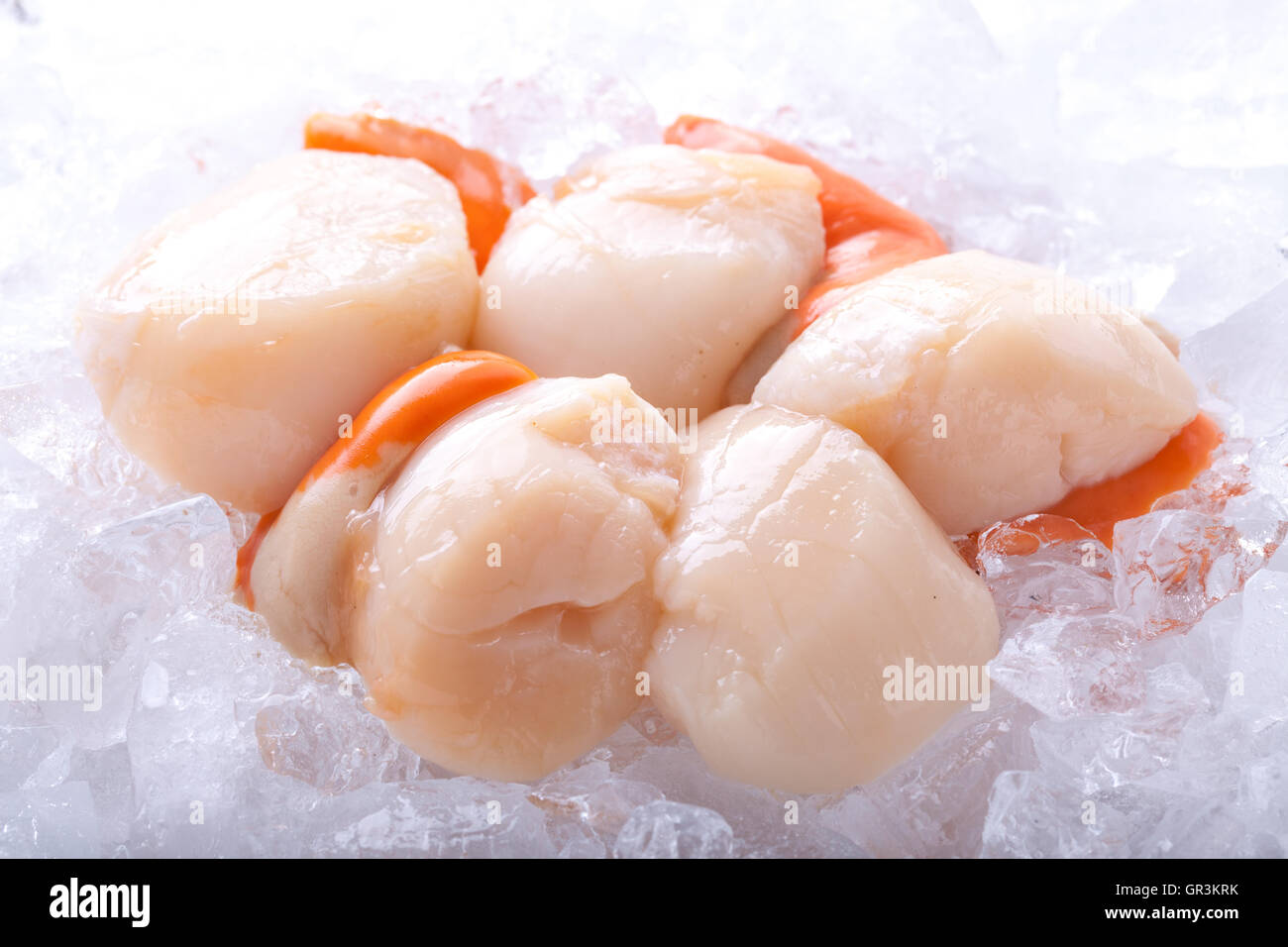 Rohe jakobsmuschel -Fotos und -Bildmaterial in hoher Auflösung – Alamy