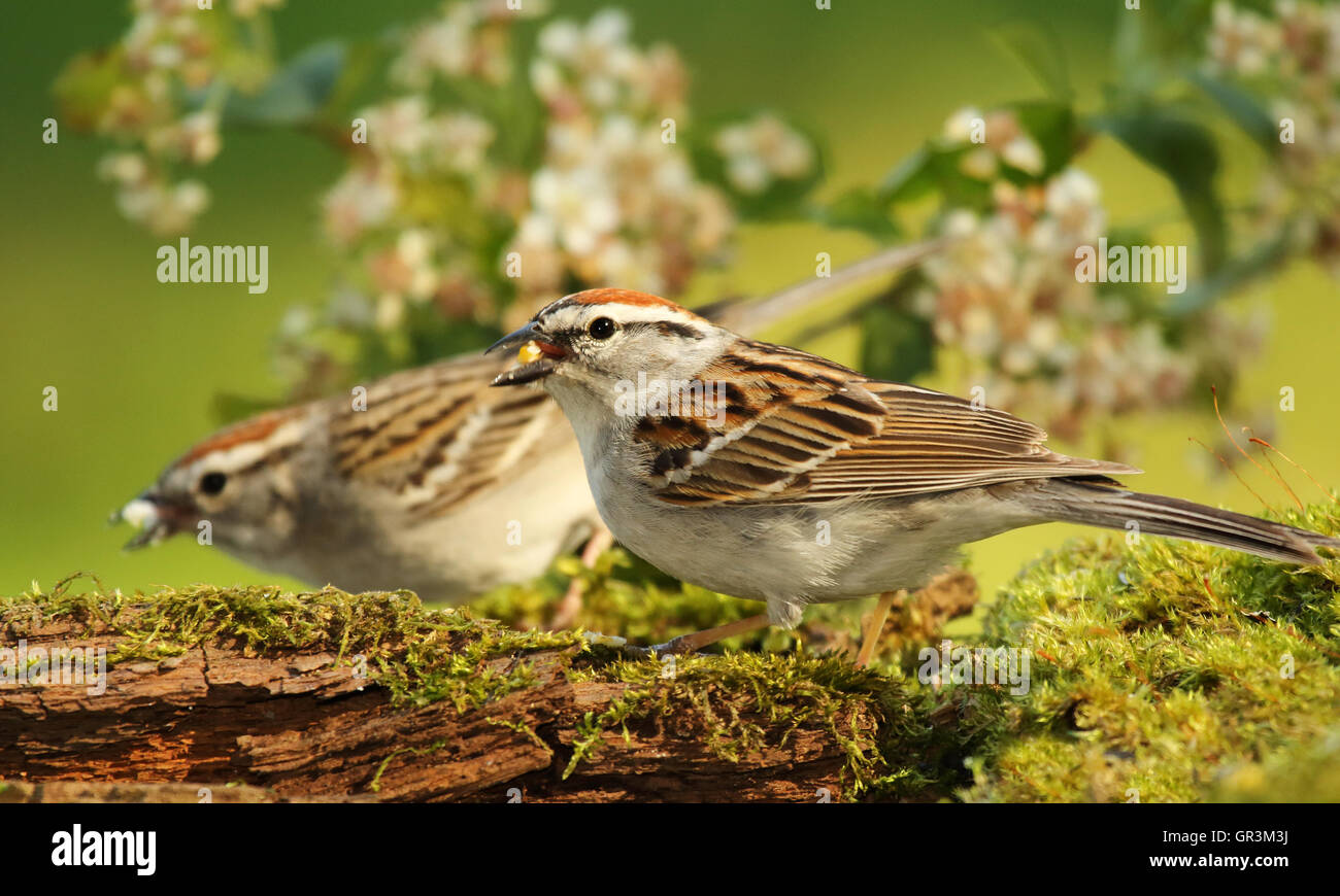 Ein paar Absplitterungen Spatzen unter Moos und Blumen. Stockfoto