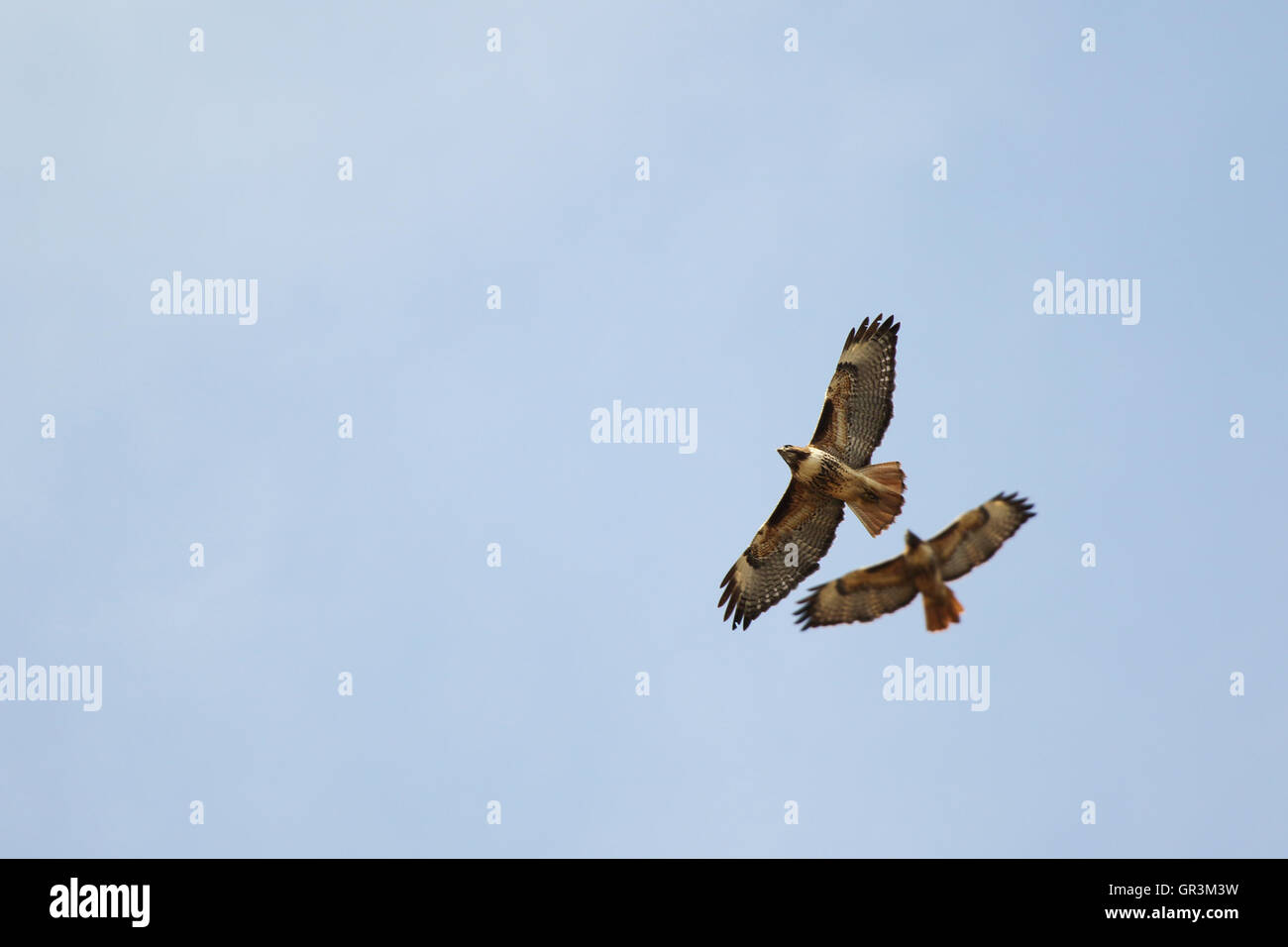 Ein paar rote – Tailed Falken in synchronen Flug. Stockfoto
