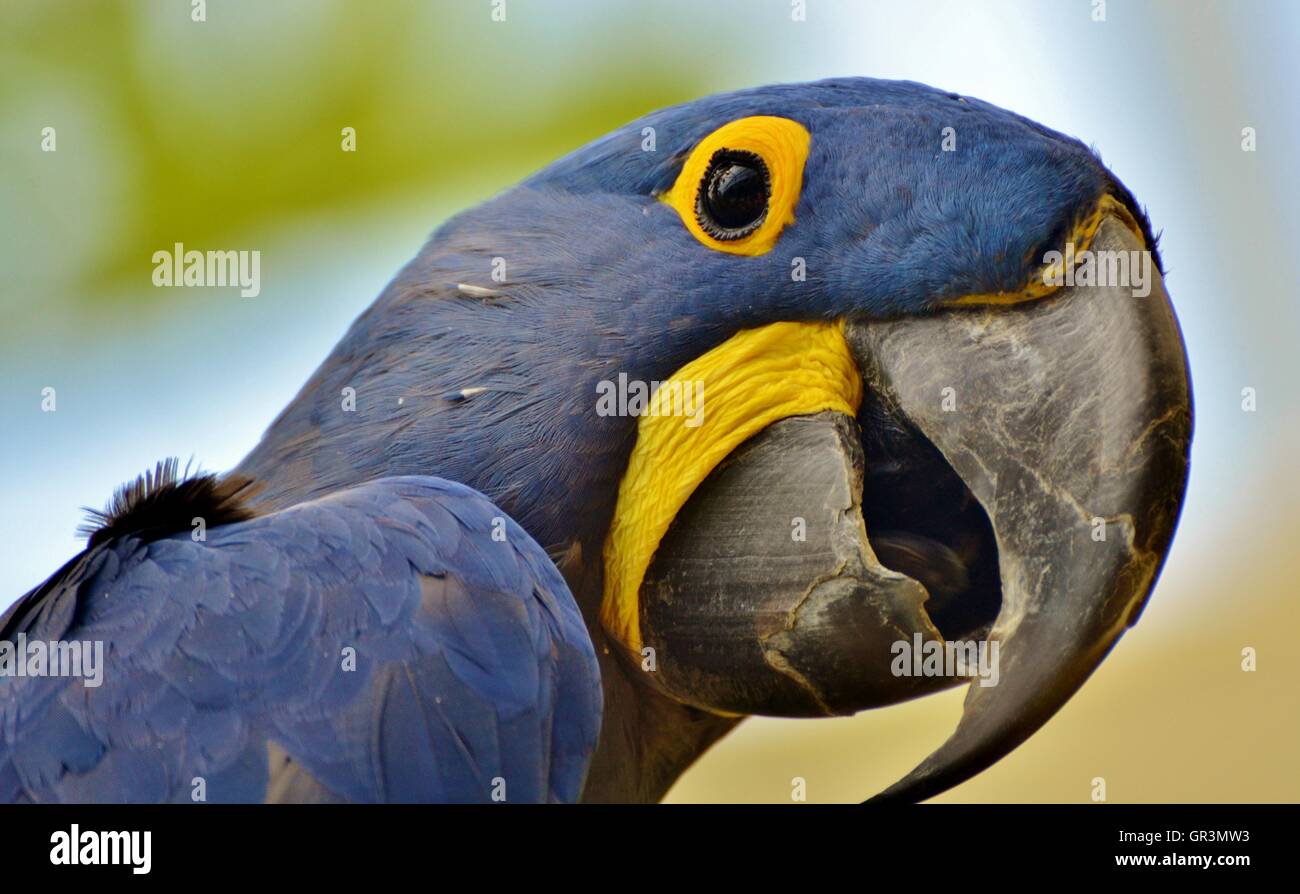 Hyazinth-Ara (Anodorhynchus Hyacinthinus), oder sieht Ara ist eine blaue Papagei native in Südamerika-Amazonas-Dschungel. Stockfoto