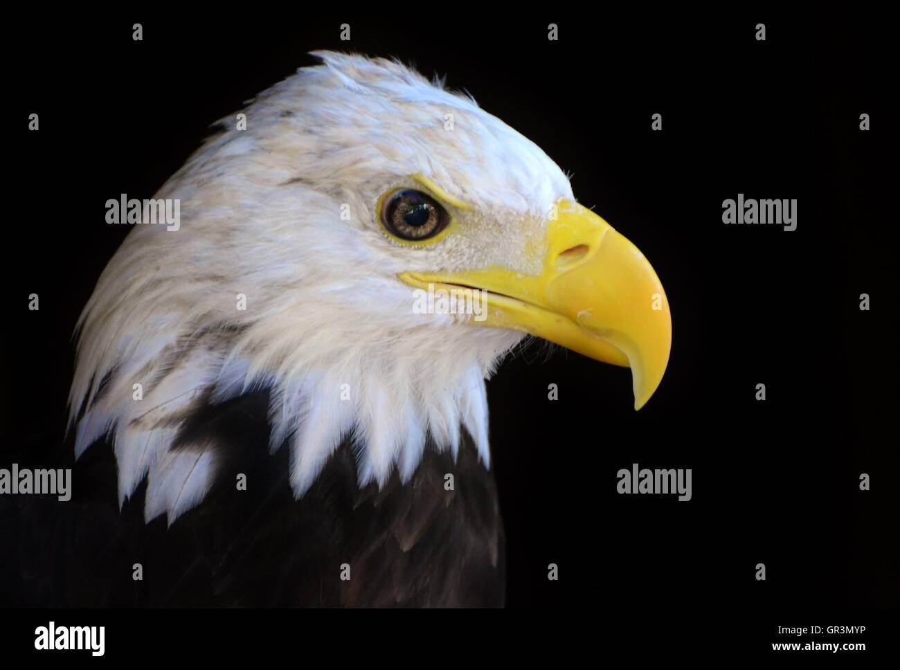 Adult Weißkopfseeadler auf einem schwarzen Hintergrund Stockfoto