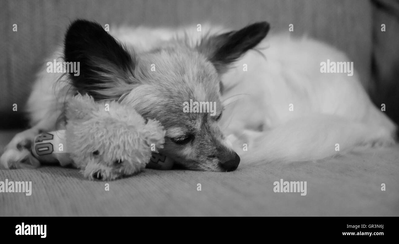 Eine niedliche reinrassige Papillion Hund | Continental Toy Spaniel | schlafen mit einem kleinen Stofftier | schwarz-weiß | Schmetterling Hund Ohren Stockfoto