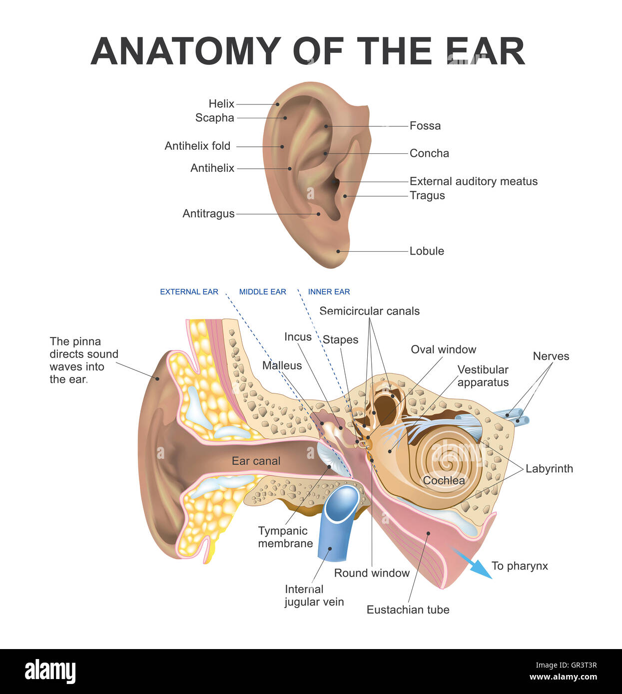 Das menschliche Ohr besteht aus drei Teilen, dem Außenohr, Mittelohr und Innenohr. Der Gehörgang des äußeren Ohres ist getrennt von Stockfoto