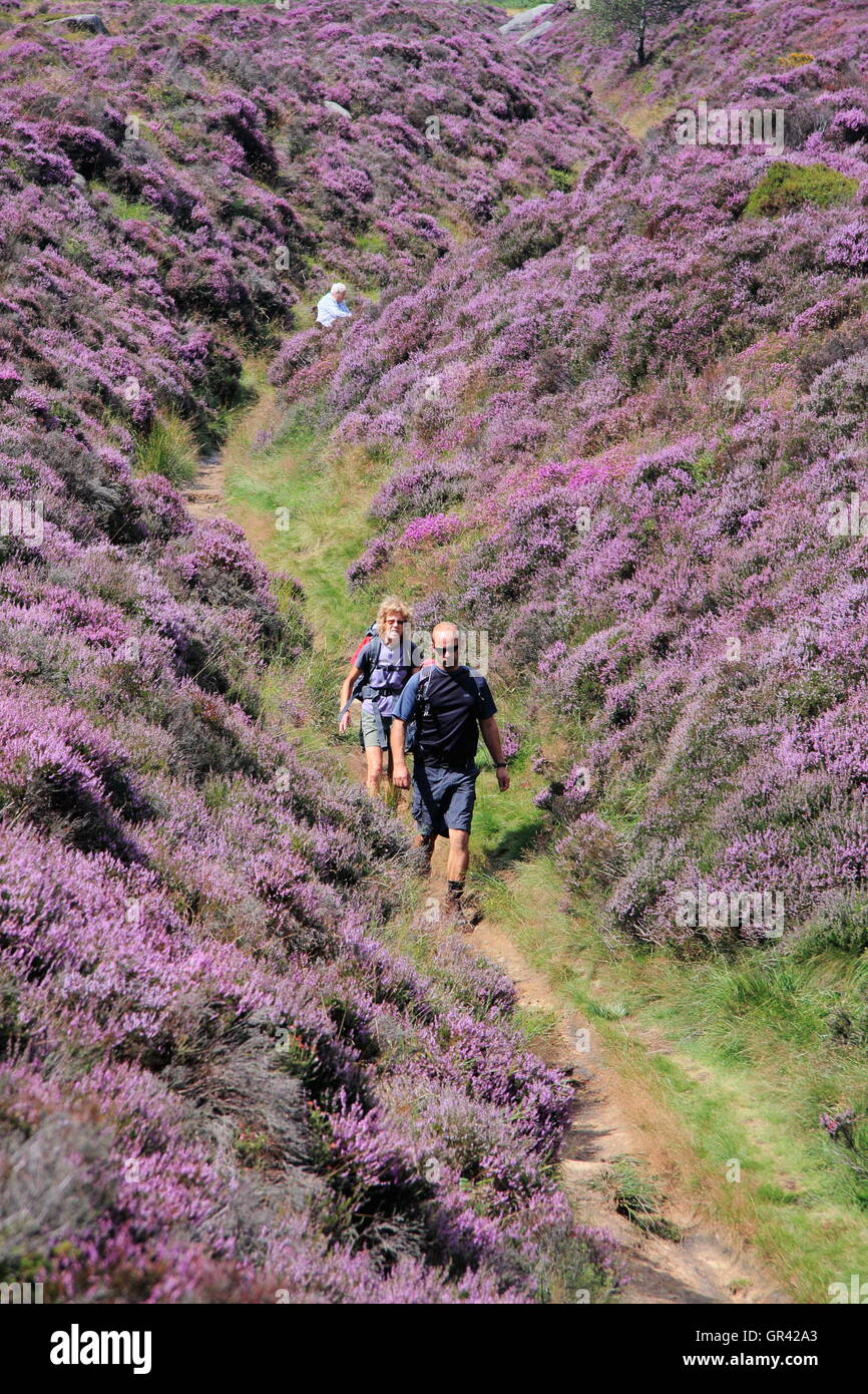 Ein Mann und eine Frau auf eine beliebte Wanderroute über Heidekraut Moorland, Longshaw Estate, Peak District National Park, Sheffield, UK Stockfoto