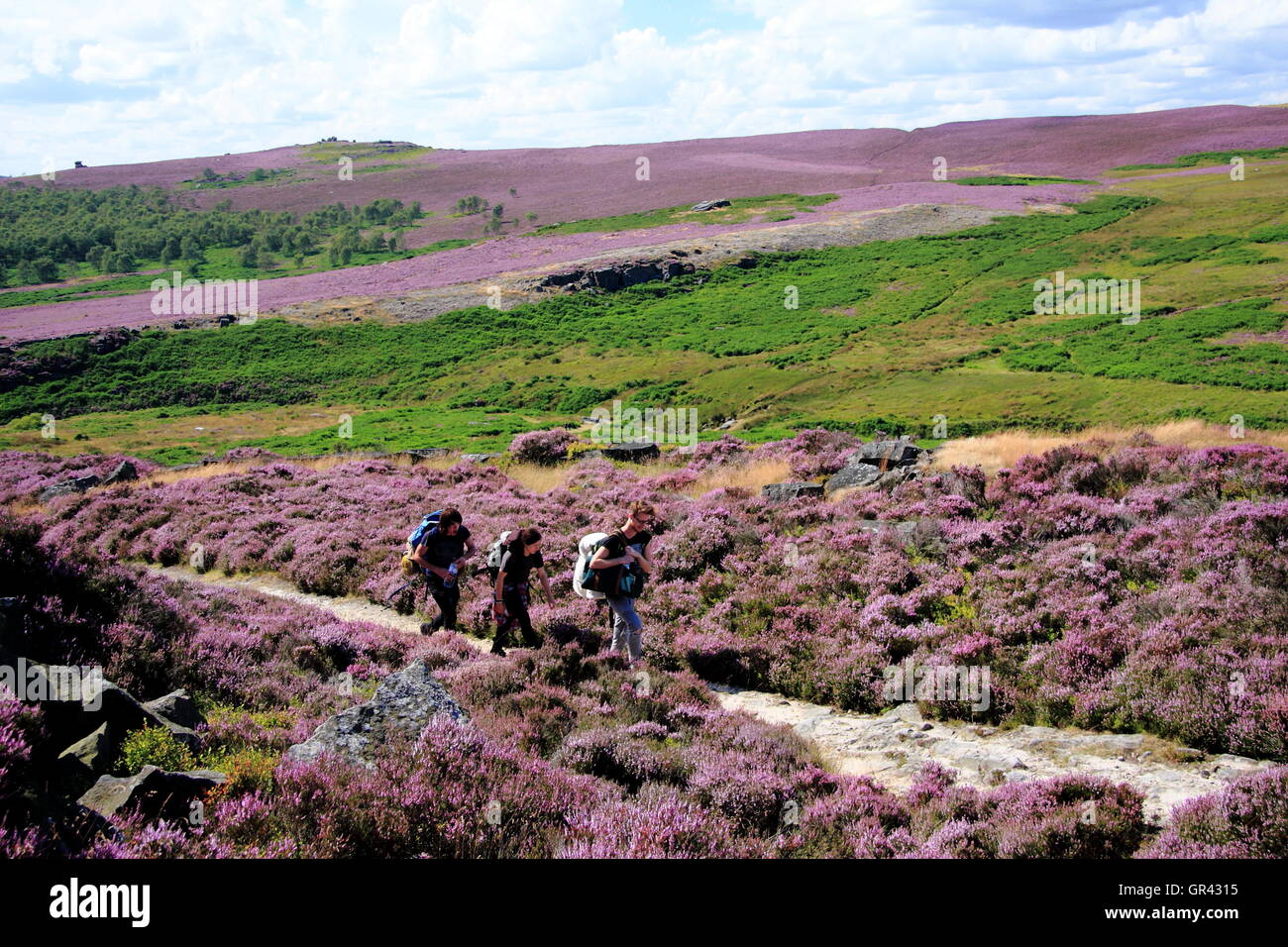 Wanderer auf einem beliebten öffentlichen Wanderweg durch Heidekraut Moor in der Nähe von Sheffield im Peak District National Park, England UK Stockfoto