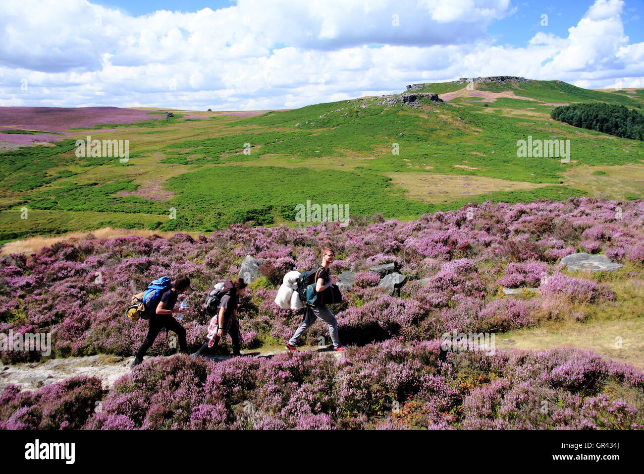 Wanderer auf eine beliebte Wanderroute über Heidekraut bekleideten Burbage Moor (auf der Suche Higger Tor, Sheffield, Peak District - August Stockfoto