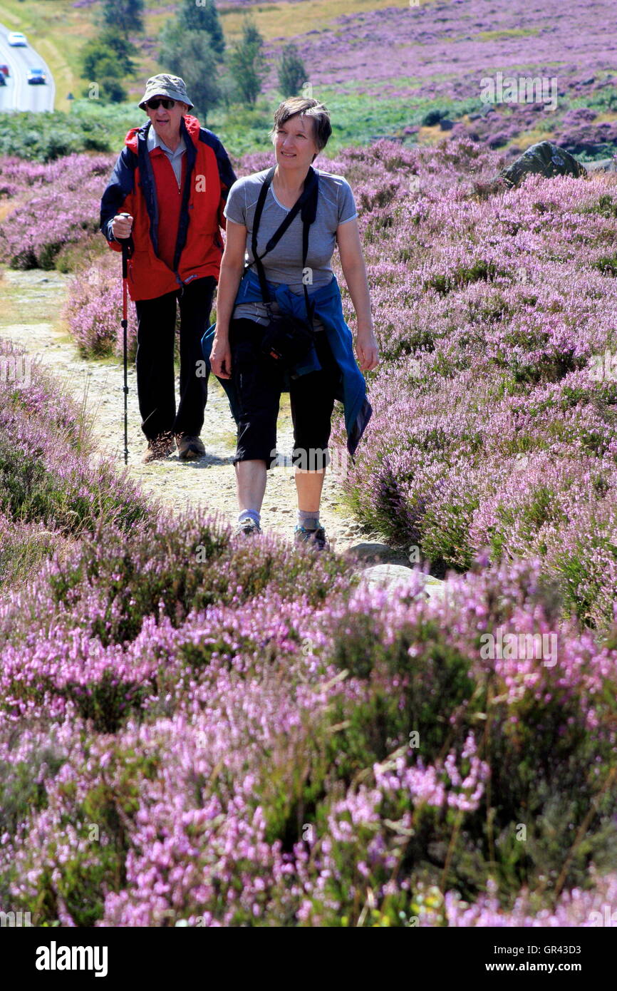 Ein Mann und eine Frau auf eine beliebte Wanderroute über Burbage Moor, Sheffield während Heidekraut Blütezeit - August Stockfoto