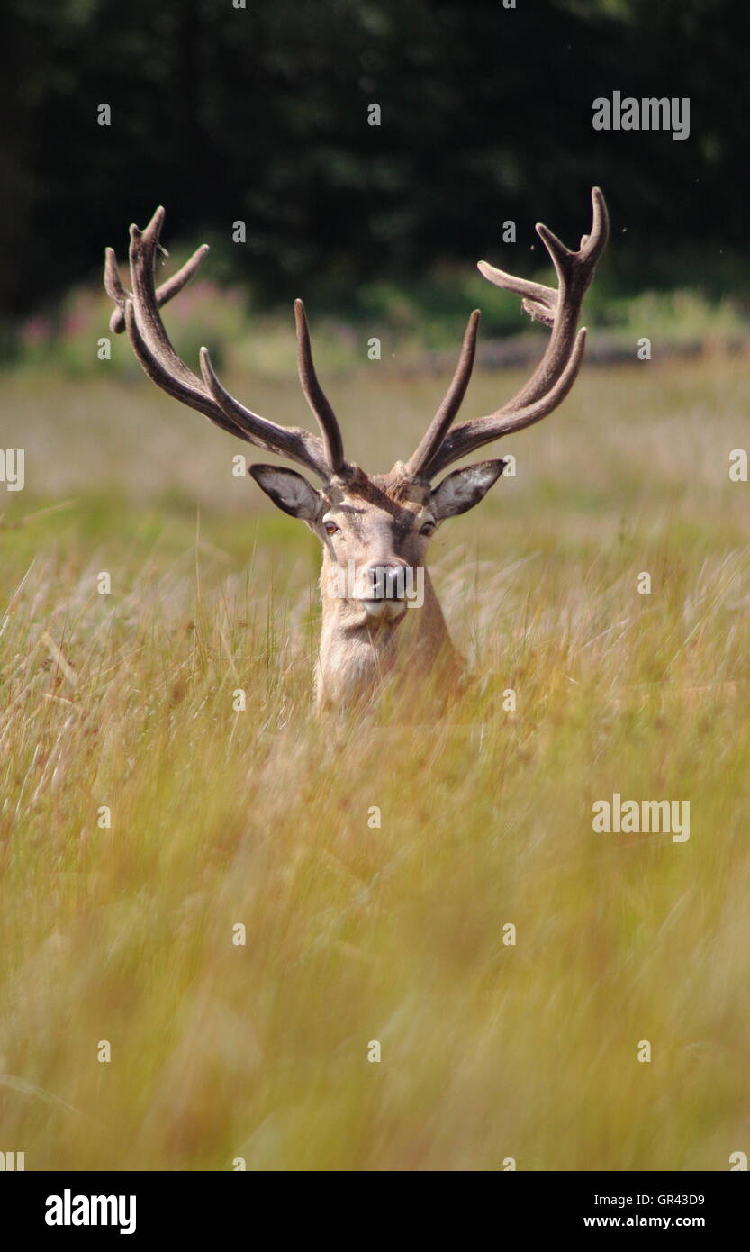 Ein Rotwild Hirsch (Cervus elaphus) mit samt Geweihe auf der Östlichen Mauren im Peak District National Park in der Nähe von Sheffield, Großbritannien Stockfoto