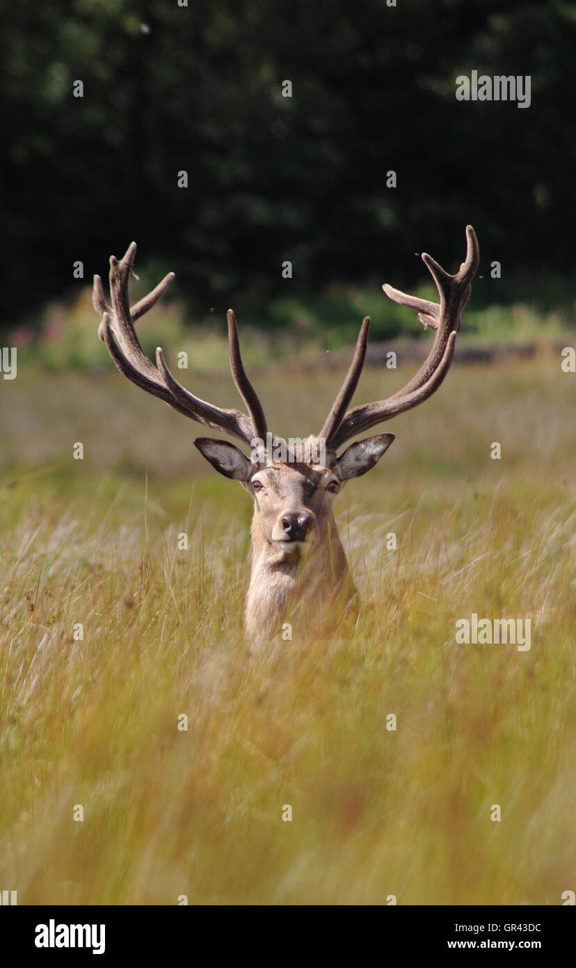 Ein Hirsch Rothirsch (Cervus Elaphus) mit samt Geweih in offenes Grasland in der Peak District National Park in der Nähe von Sheffield, UK Stockfoto
