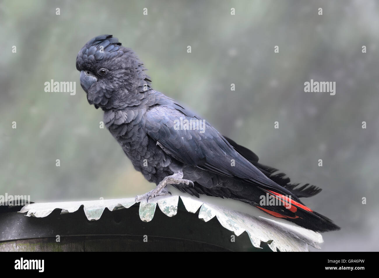 Männlich Red-tailed Black-Cockatoo (Calyptorhynchus banksii), Australien Stockfoto
