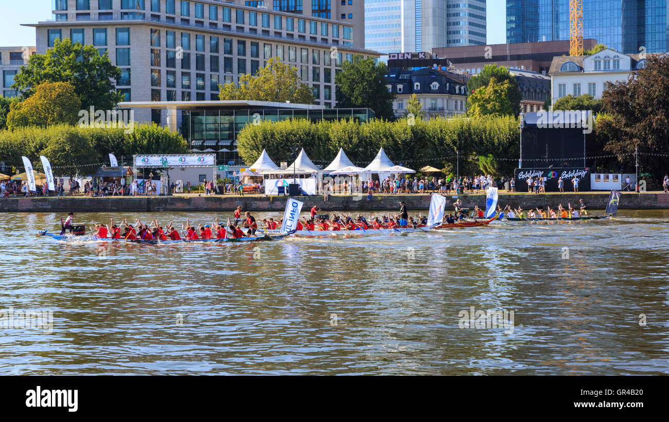 Drachenbootrennen auf dem Main, während das Museumsuferfest (Museumsufer) Festival in Frankfurt Am Main, Deutschland Stockfoto