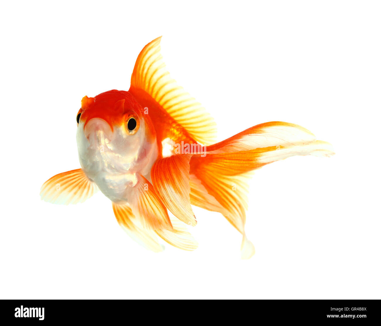 Goldfisch. Isolation auf den weißen Stockfoto
