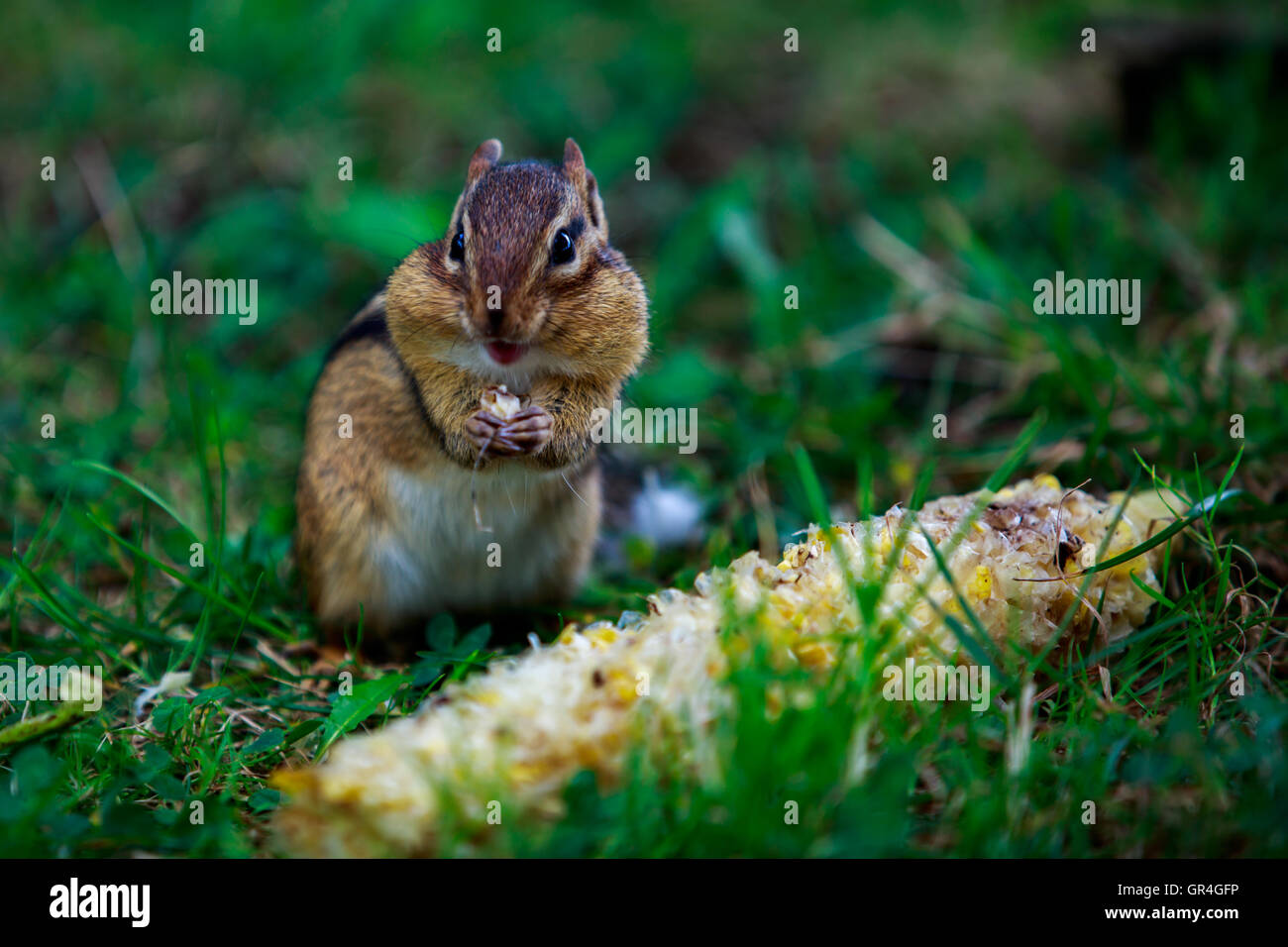Eichhörnchen Essen Mais mit voller Maus Stockfoto