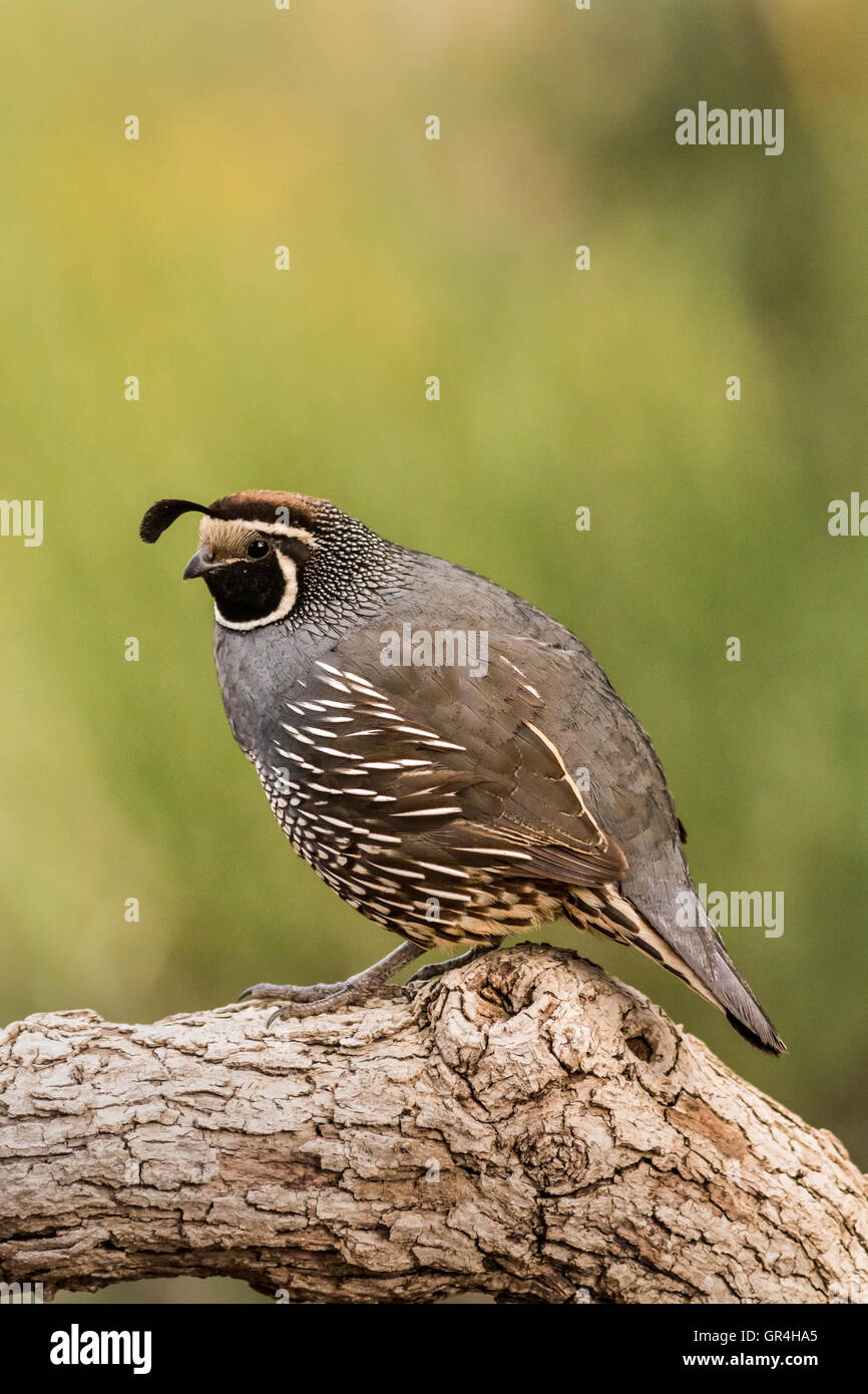 Kalifornien Wachteln (männlich), ein kleiner Bodenwohnung Vogel mit einem geschwungenen Kamm oder Fahne, hergestellt aus sechs Federn, die nach vorne sinkt. Stockfoto